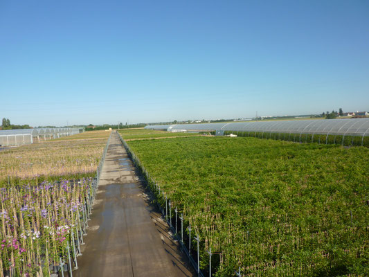 ©Javoy Plantes - production à l’extérieur