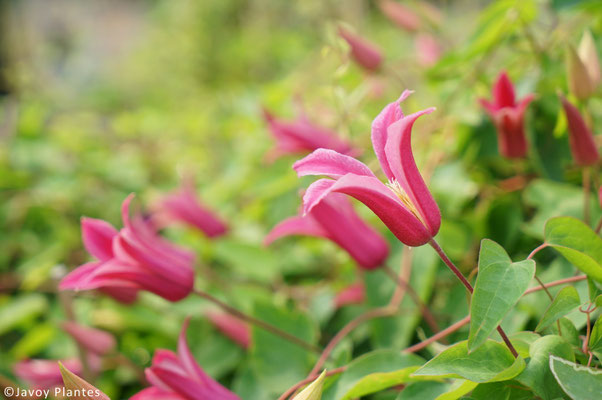 ©Javoy Plantes, Clématite Duchess of Albany