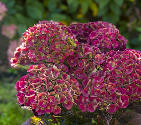 ©Magical Four Seasons - Hortensia Amethyst Red_in the garden