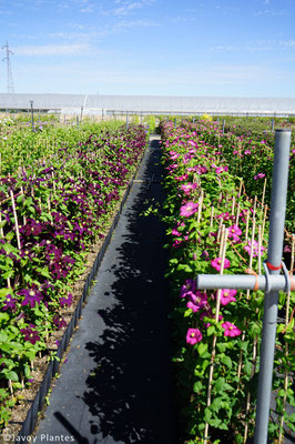 ©Javoy Plantes, producteur de clématites en France