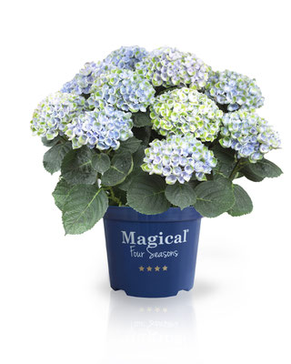 ©Magical-Fours-Seasons-hortensia-Revolution-Bleu