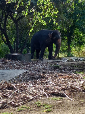 Kataragama Elefant