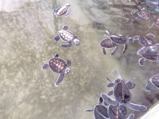 Kosgoda Schildkrötenfarm