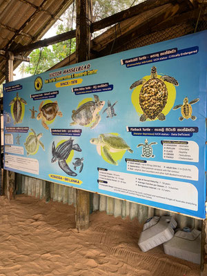 Kosgoda