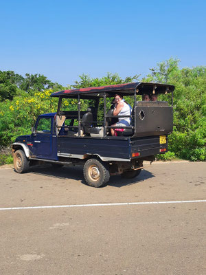 Safari
