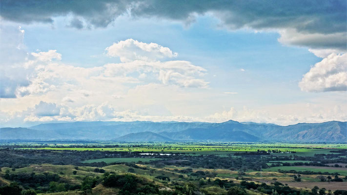 Hellgrüne Zuckerrohrfelder im Valle de Cauca.