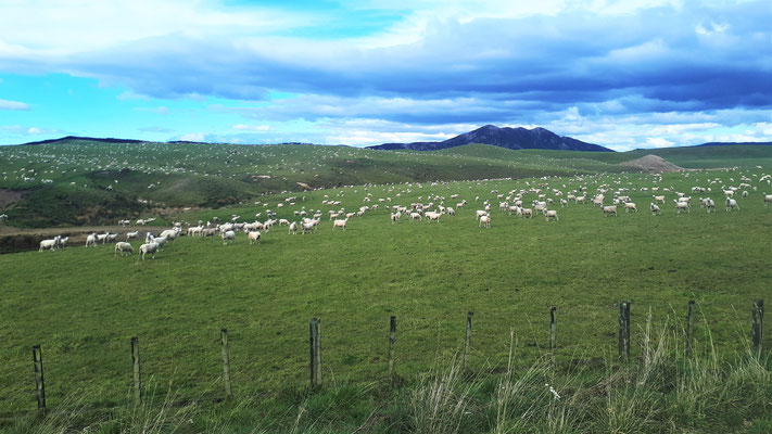 Schafe weit und breit