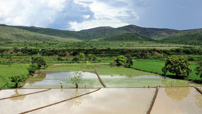 Reisbauern im gefluteten Feld.