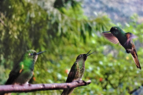 Kolibris. Valle de Cocora. 