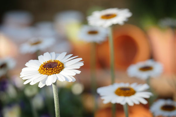 Gänseblümchen sind toll: Sie werden oft platt getreten, aber danach richten sie sich in voller Pracht wieder auf.