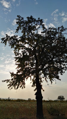 Burgenland Baum beim Sonnenuntergang