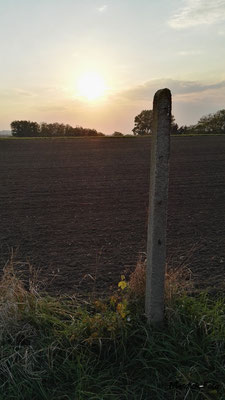 Burgenland Feld mit Sonnenuntergang