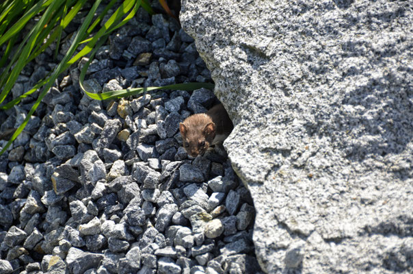 Tiere_2020/2