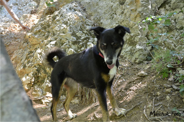 Tiere_2018/2
