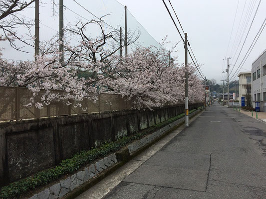 今年も北高の桜はきれいに咲きました。
