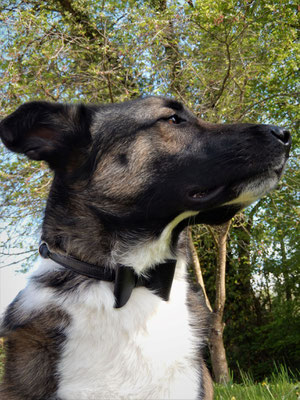 collier chien en cuir