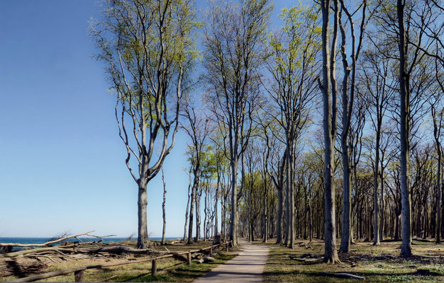 Naturfotografie: Gespensterwald Nienhagen