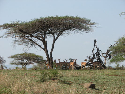 Akazie mit Impala. Heiko Friedel