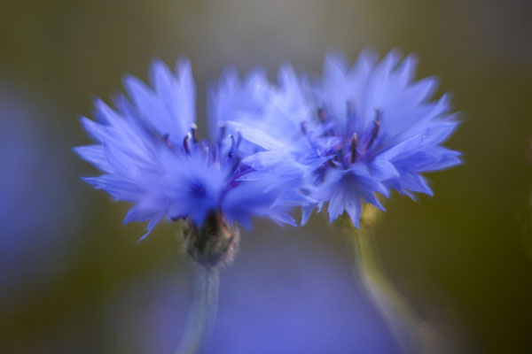 Blau in Blau, Elke Ueber