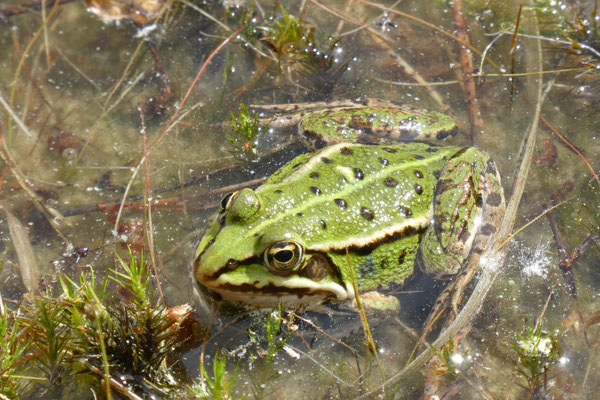 Frosch. Barbara Kosuch