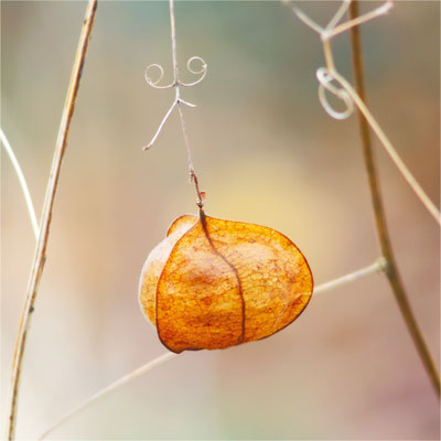 Fruchtkapsel der Ballonrebe - Doris Bruns