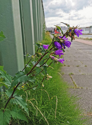 Nesselblättrige Glockenblume - Heiko Sander