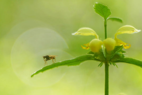 Bokeh-Fliege1 - Michael Joost