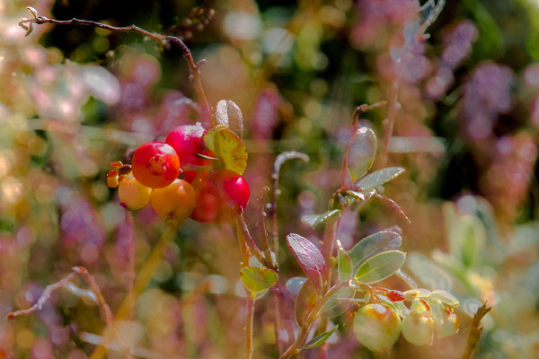 Beeren, Theo Stenert
