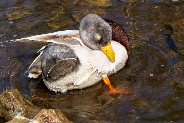 Stockente - Wilfried Vogelpohl