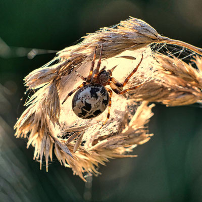 Goldspinne - Wilfried Vogelpohl