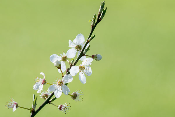 Kirschblüte - Klaus-Dieter Haak