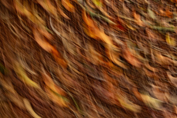 Herbstwind - Heiko Friedel