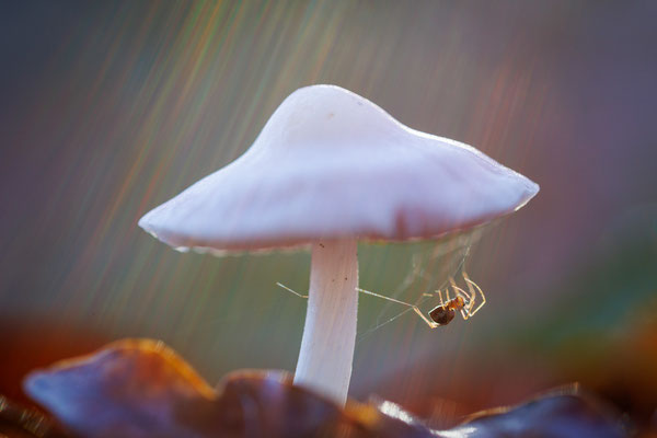 Pilz mit Spinne - Elke Ueber
