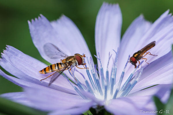 Schwebfliegen auf Wegwarte. Tammo Gerdes-Röben
