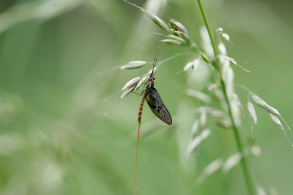 Eintagsfliege - Tammo Gerdes-Roeben