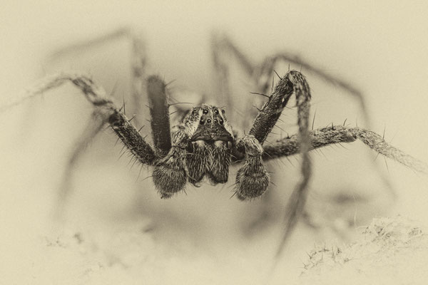 Listspinne - Ingo Heymer