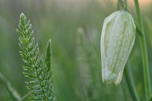 Weiße Schachbrettblume - Wilfried Vogelpohl