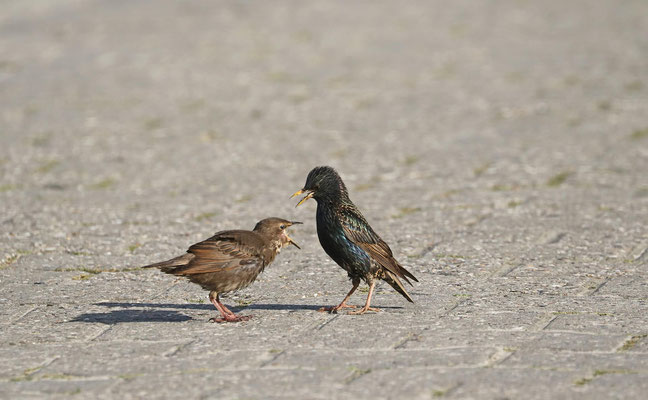 Standpauke. Elke Riesmeier