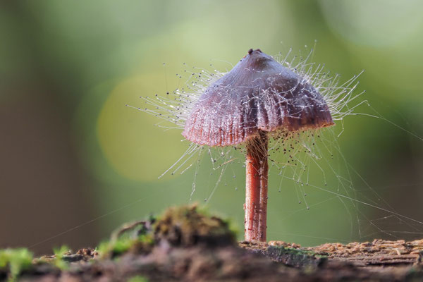 Pilz mit Haaren - Klaus-Dieter Haak