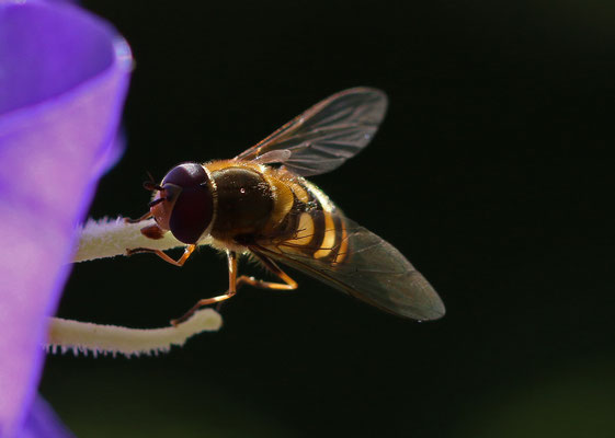 Mondfleck-Feld-Schwebfliege - Heiko Sander