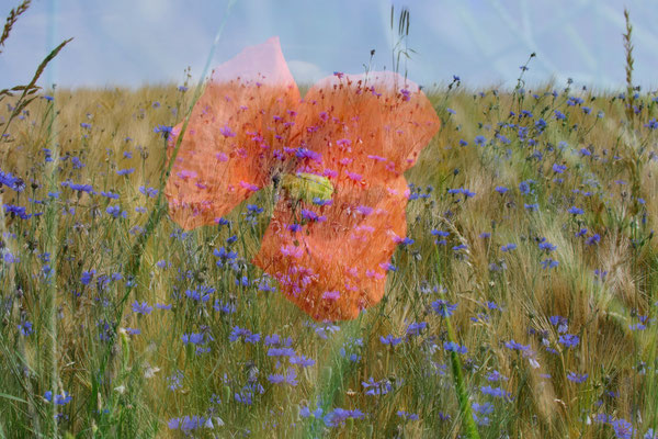 Sommerfeld, Wilfried Vogelpohl