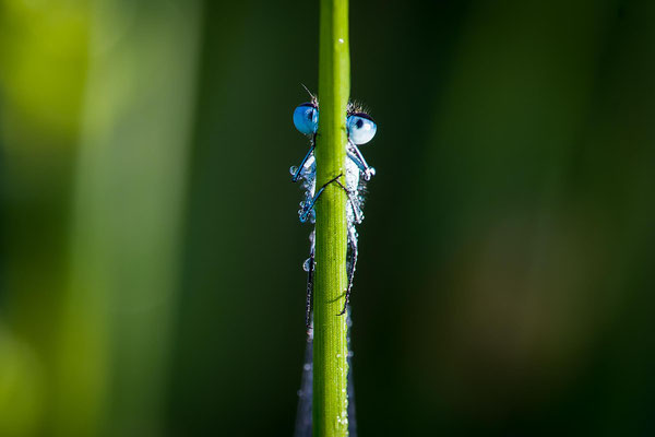 Fast perfekt versteckt. Roland Zschornack