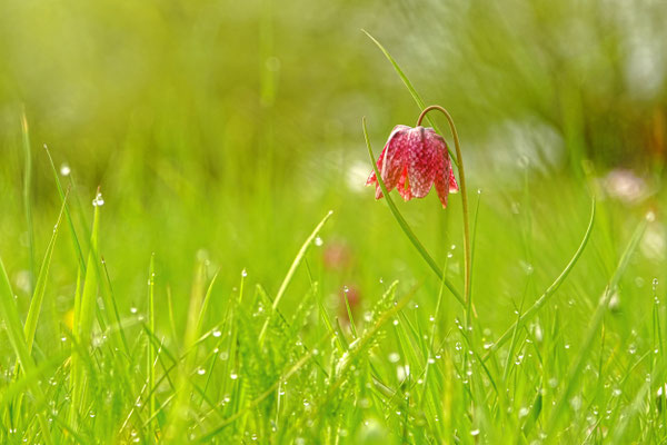 Schachbrettblume - Doris Bruns