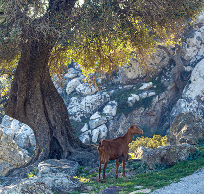 Andalusien. Annette Pfeiffer