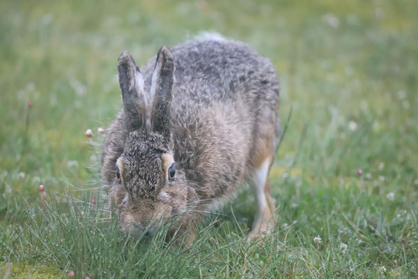 Schnell hinter dem Gras verstecken. Sandra Bischoff