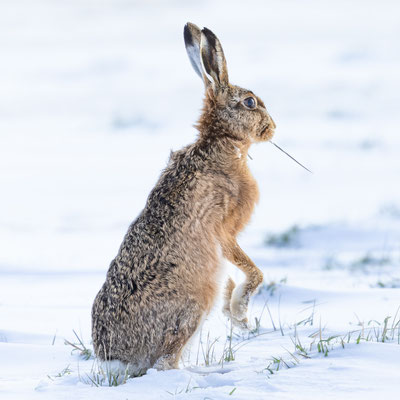 Kein Schneehase - Roland Zschornack-