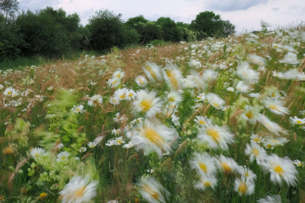 Wind - Michael Joost