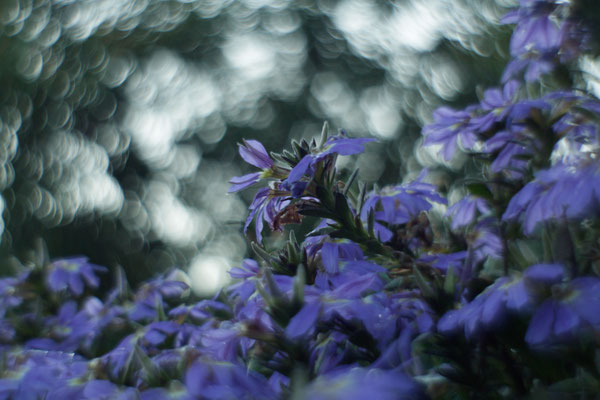 Le bleu - R.Ehben