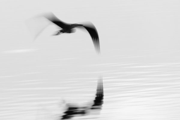 Graureiher - Ralf Ehben