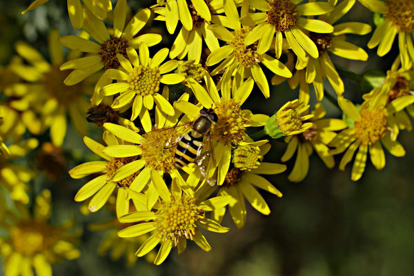 Schwebfliege. Wilfried Vogelpohl